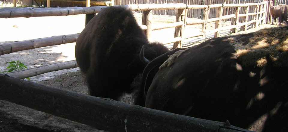 免费cc攻击测试